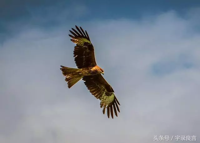 思路決定出路,格局決定結局!敢於亮劍你就是王者,人生成功格言
