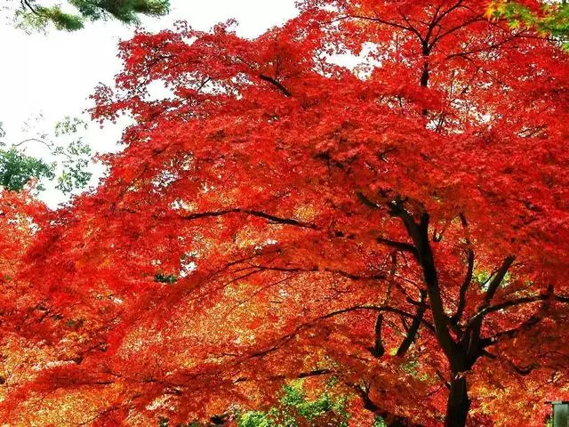 陝西秦嶺深處藏了一個可媲美香格里拉和九寨溝的秘境,適合自駕去