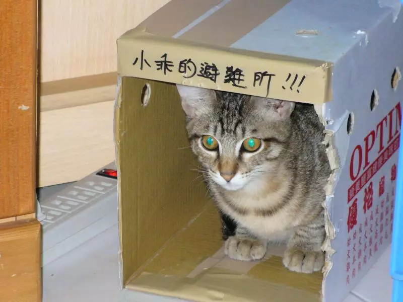 謝皇上~小奴才「跪地求聖恩」 主子「舔舔賞賜」:封你為御前鏟屎官!