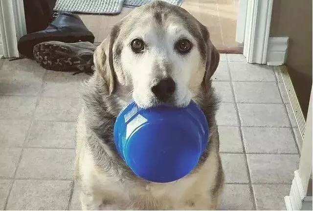 為什麼「大型犬」養的人少?原因離不開這5點