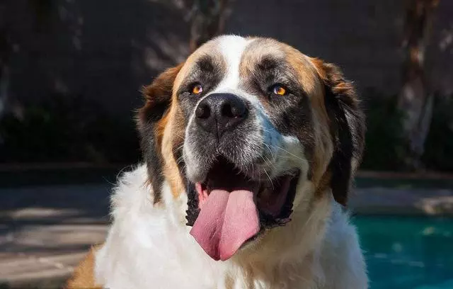 為什麼「大型犬」養的人少?原因離不開這5點