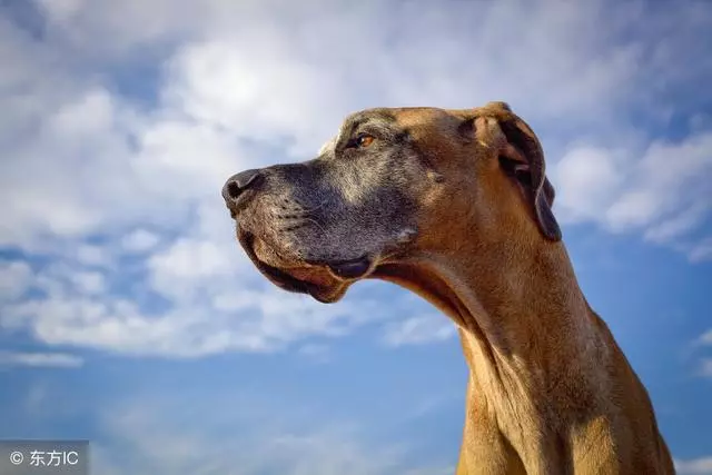 為什麼「大型犬」養的人少?原因離不開這5點