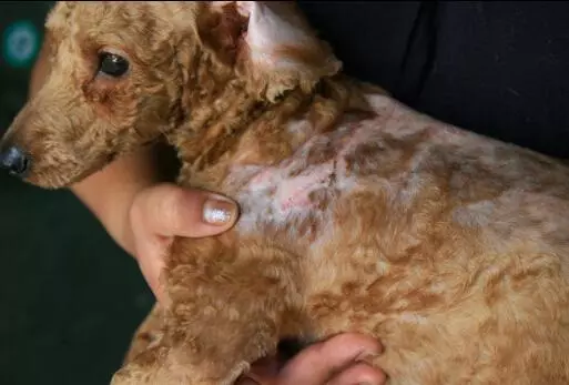 飼養泰迪犬過程中,一定不能犯的6大喂食禁忌