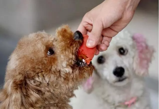 飼養泰迪犬過程中,一定不能犯的6大喂食禁忌