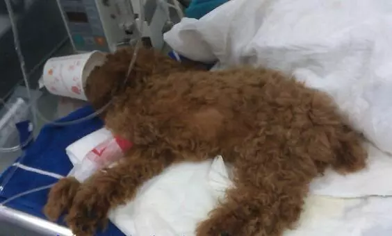 飼養泰迪犬過程中,一定不能犯的6大喂食禁忌