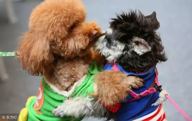 飼養泰迪犬過程中,一定不能犯的6大喂食禁忌