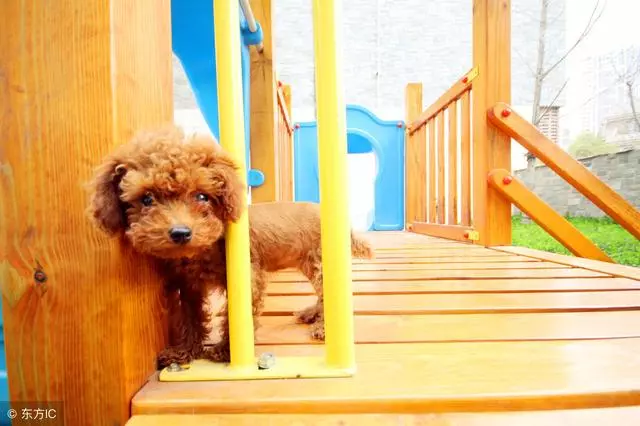 飼養泰迪犬過程中,一定不能犯的6大喂食禁忌
