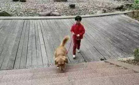 小主人去上學, 金毛太想他, 爭著去接小主人放學, 路人都被逗笑