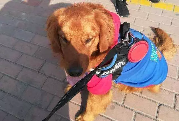 小主人去上學, 金毛太想他, 爭著去接小主人放學, 路人都被逗笑