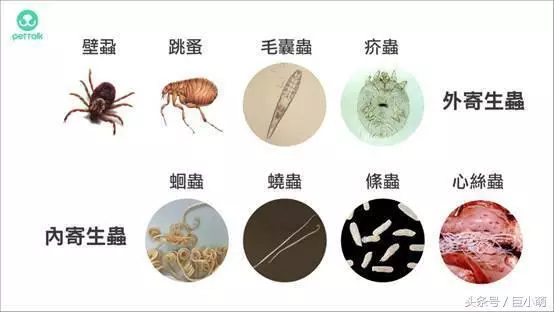 換季狗狗最容易中招的4種疾病,70%的狗狗都會遇到