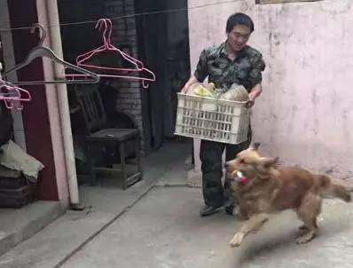 金毛狗撿瓶子,終於賣錢了好開心,狗:快給我發工資加雞腿