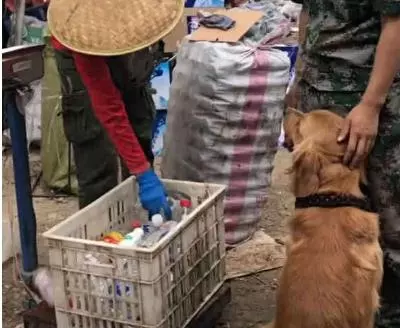 金毛狗撿瓶子,終於賣錢了好開心,狗:快給我發工資加雞腿