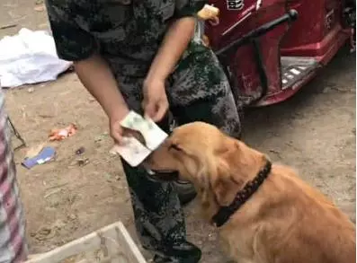 金毛狗撿瓶子,終於賣錢了好開心,狗:快給我發工資加雞腿