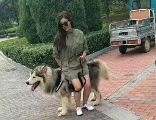 主人坐在阿拉斯加身上,沒想到狗狗使壞