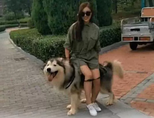 主人坐在阿拉斯加身上,沒想到狗狗使壞