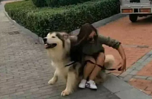 主人坐在阿拉斯加身上,沒想到狗狗使壞