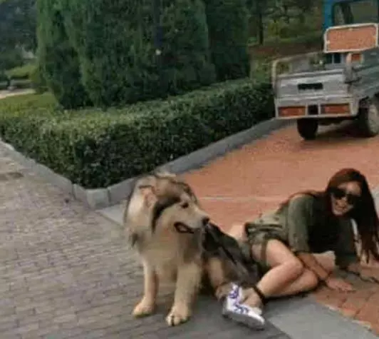 主人坐在阿拉斯加身上,沒想到狗狗使壞