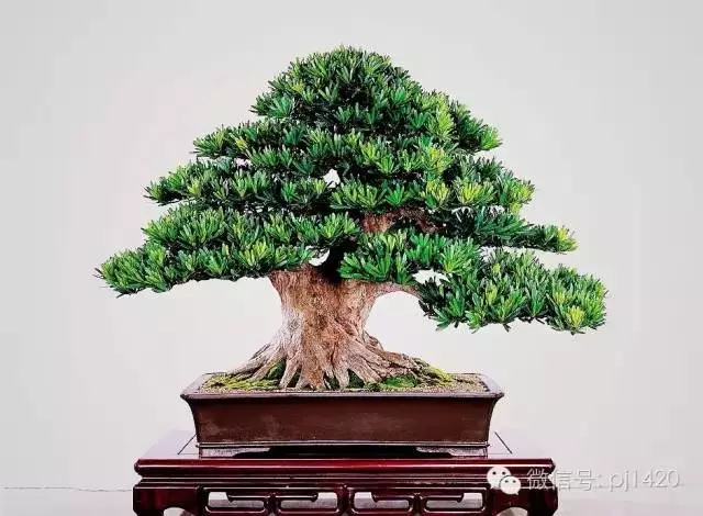 羅漢松盆景造型常用三法,很實用哦!