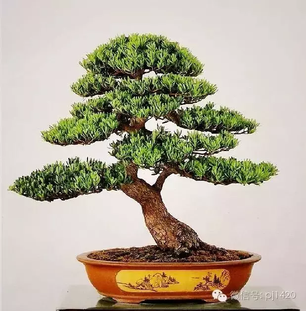 羅漢松盆景造型常用三法,很實用哦!