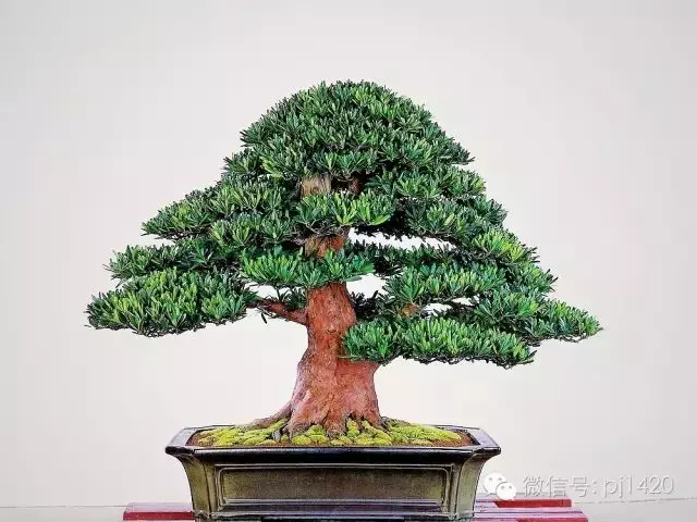 羅漢松盆景造型常用三法,很實用哦!