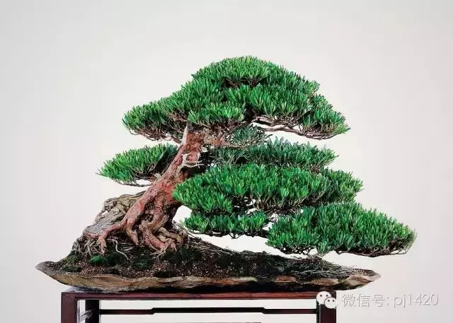羅漢松盆景造型常用三法,很實用哦!