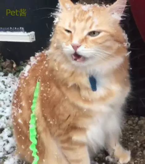 第一次見到雪...橘喵「嘴巴開開」偷舔一口 下秒臉超僵:朕有敏感性牙齒啊QQ