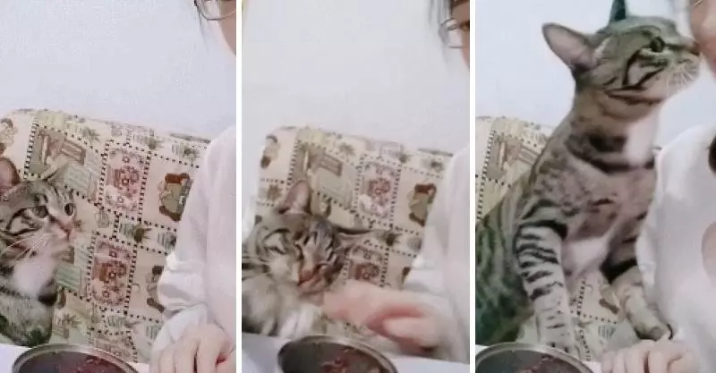 「為了吃罐罐」什麼都能做!喵喵「主動啾一個」:這樣可以嗎~
