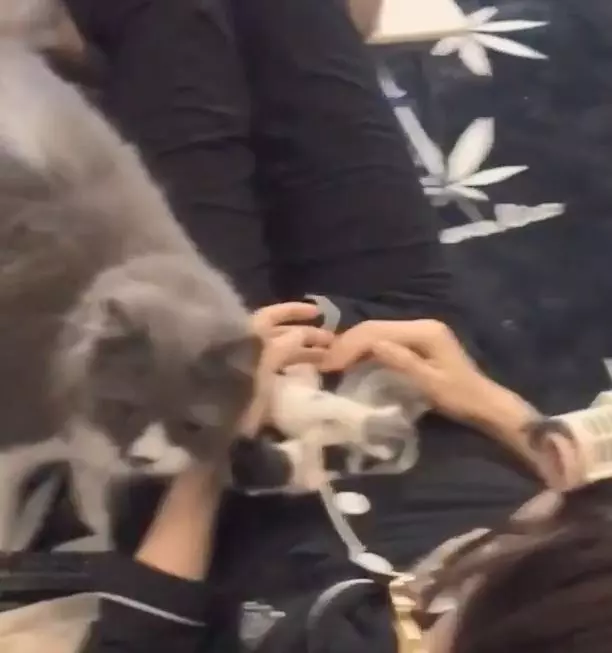 恁祖罵心很累~貓媽「把寶寶全叼給奴才」 輕輕磨蹭撒嬌:就交給你啦!