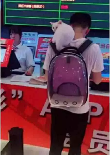 電影院偶遇一隻小白貓,乖乖趴在主人肩頭,湊近一看笑噴了
