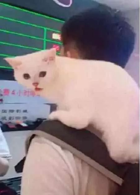 電影院偶遇一隻小白貓,乖乖趴在主人肩頭,湊近一看笑噴了