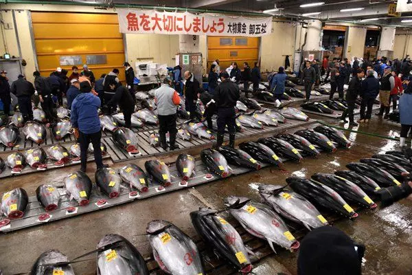 【83年歲月的日本築地市場關閉 】魚販遊客們紛紛不舍