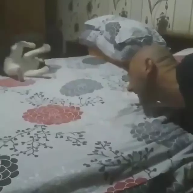 唉新髮型不錯喔~小P喵「狂玩爸光頭」 一轉身立刻裝沒事:怎麼了嗎?