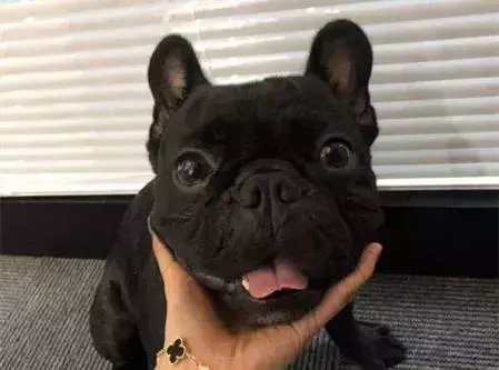 說法斗是烈性犬攻擊力極高,紫竹張先生你還能要點臉不?