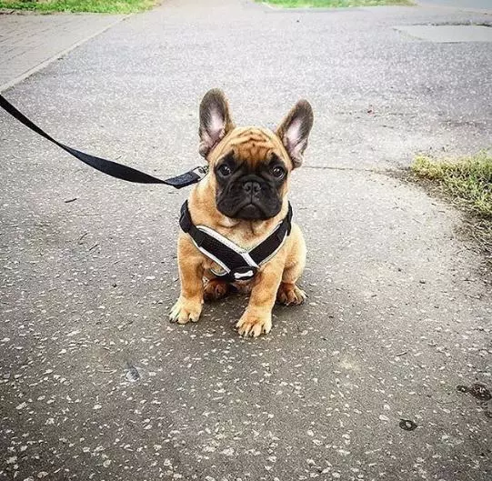 說法斗是烈性犬攻擊力極高,紫竹張先生你還能要點臉不?