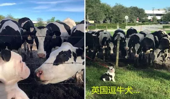 說法斗是烈性犬攻擊力極高,紫竹張先生你還能要點臉不?