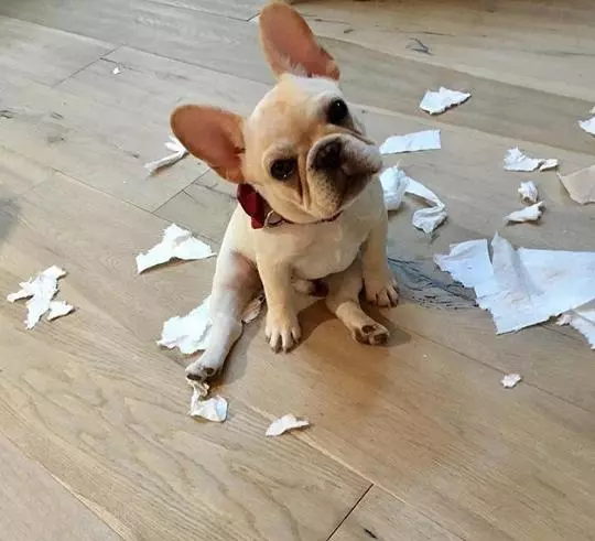 說法斗是烈性犬攻擊力極高,紫竹張先生你還能要點臉不?