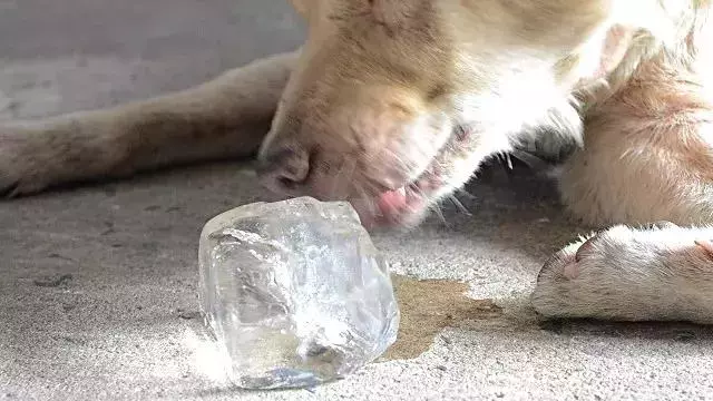 狗狗到了換牙期,這些你應該注意