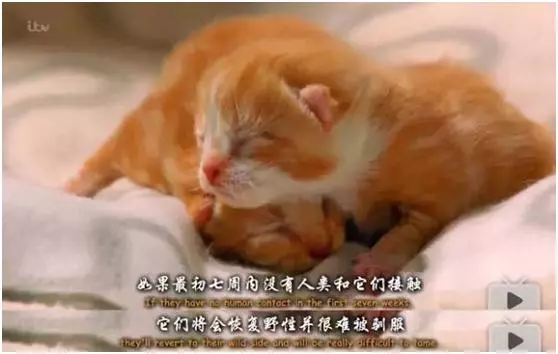 貓其實能聽懂你喊它,它只是不想理你……