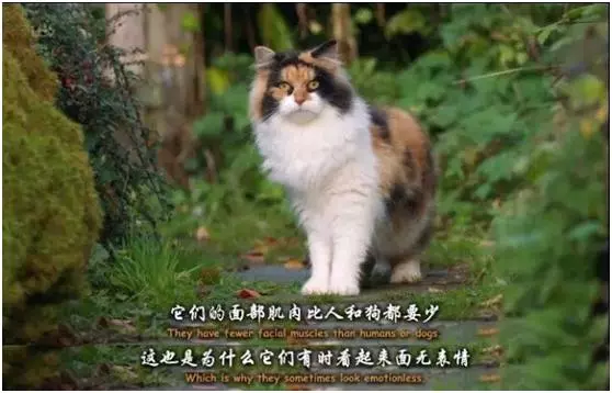 貓其實能聽懂你喊它,它只是不想理你……