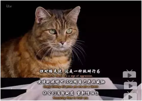 貓其實能聽懂你喊它,它只是不想理你……