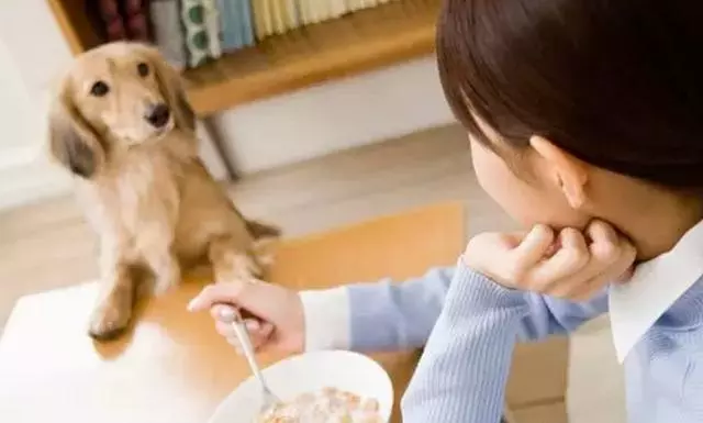 狗狗挑食怎麼辦?教你如何改善狗狗挑食問題