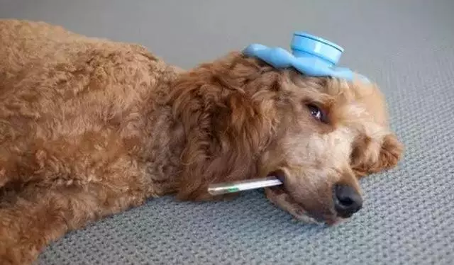 狗狗挑食怎麼辦?教你如何改善狗狗挑食問題