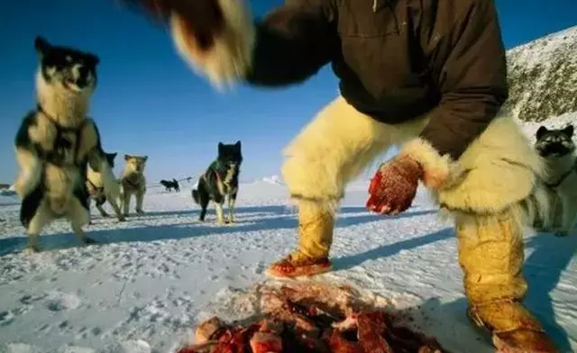 狗狗挑食怎麼辦?教你如何改善狗狗挑食問題