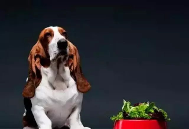 狗狗挑食怎麼辦?教你如何改善狗狗挑食問題