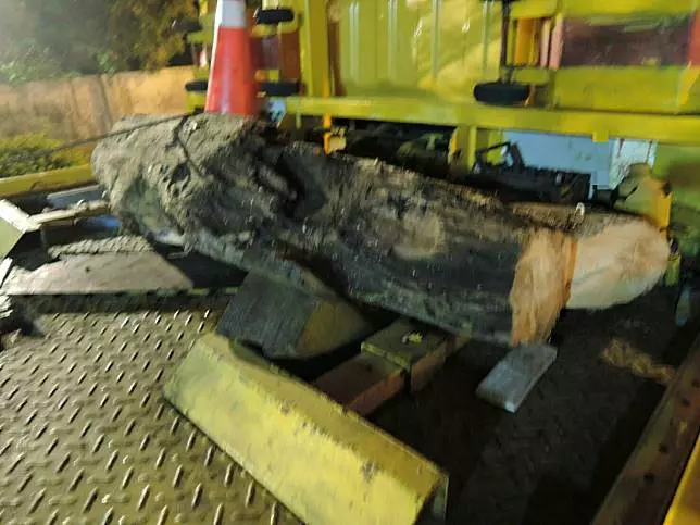 暗夜「盜木」 桃園警逮山老鼠驚見珍貴台灣扁柏