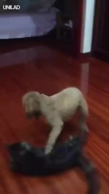 忍你很久惹!汪喵開打「貴賓秒KO喵皇」 轉一圈重摔網看呆:主子面子往哪擺...