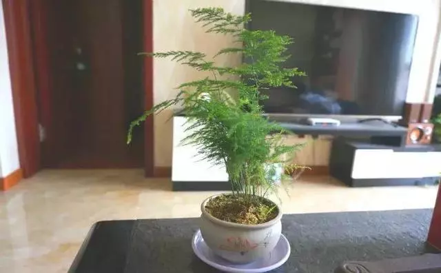 20種吸毒花，消滅甲醛去異味，養一盆就賺到了！ 