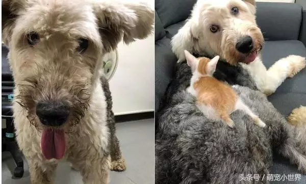 曾因食量大被棄的失聰牧羊犬,低鳴頻回頭看著第3任主人離去