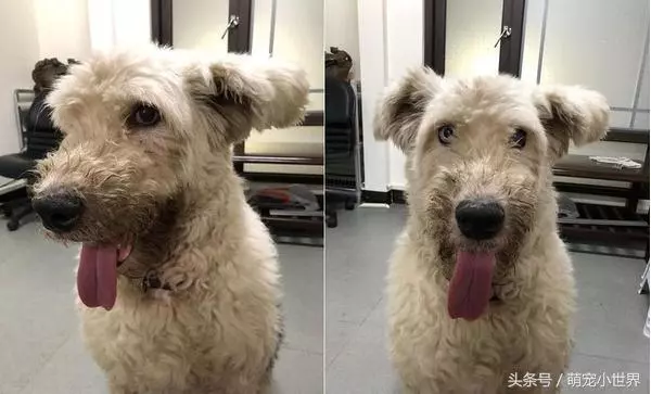 曾因食量大被棄的失聰牧羊犬,低鳴頻回頭看著第3任主人離去
