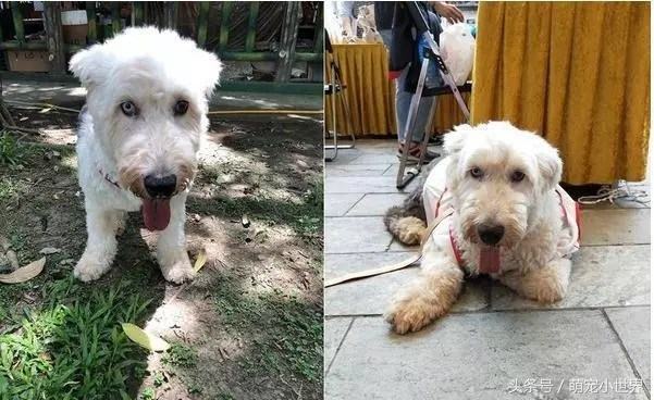 曾因食量大被棄的失聰牧羊犬,低鳴頻回頭看著第3任主人離去